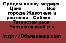 Продам кошку медиум › Цена ­ 6 000 000 - Все города Животные и растения » Собаки   . Татарстан респ.,Чистопольский р-н